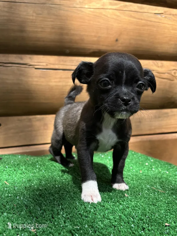 Timmy – Chihuahua, Pug puppy for sale in Saint Augustine, FL