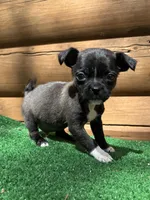 Timmy, a male Chihuahua and Pug for sale in Saint Augustine, FL – Photo 4 of 5