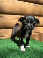 Timmy, a male Chihuahua and Pug for sale in Saint Augustine, FL – Photo 3 of 5