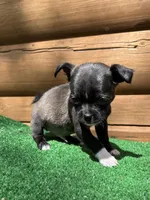 Timmy, a male Chihuahua and Pug for sale in Saint Augustine, FL – Photo 2 of 5