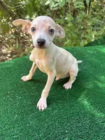 Georgie, a male Chiweenie for sale in Saint Augustine, FL – 3 of 5