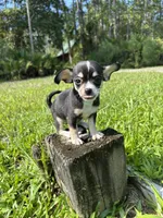 Mario, a male Chihuahua for sale in Saint Augustine, FL – 4 of 4