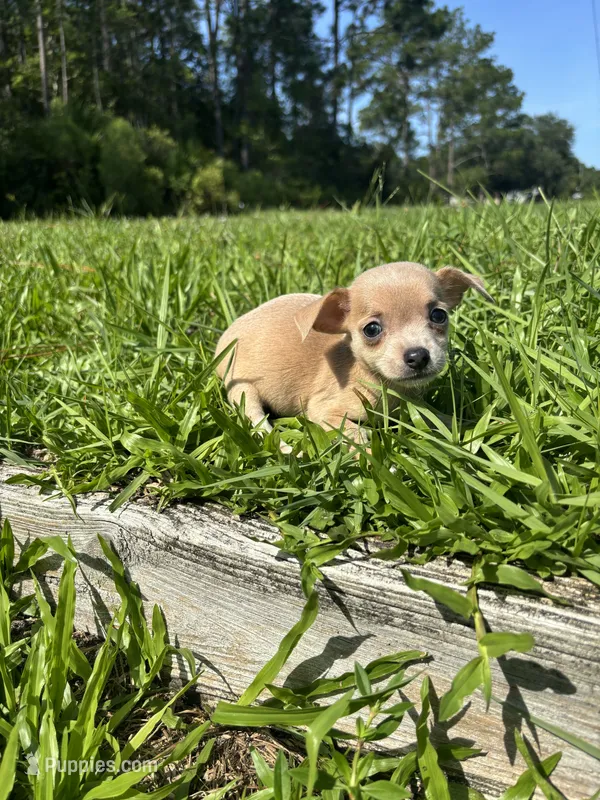 Bamboo – Chihuahua puppy for sale in Saint Augustine, FL