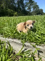 Bamboo, a female Chihuahua for sale in Saint Augustine, FL – 1 of 2