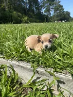 Bamboo, a female Chihuahua for sale in Saint Augustine, FL – 2 of 2