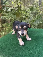 Diego, a male Chiweenie for sale in Saint Augustine, FL – 5 of 5