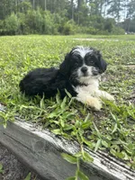 Luna, a female Chihuahua and Shih Tzu for sale in Saint Augustine, FL – 4 of 9
