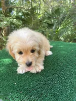 Biscuit, a male Poodle - Miniature  and Miniature Dachshund for sale in Saint Augustine, FL – 6 of 6
