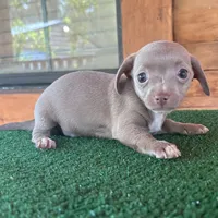 Ninja, a male Chiweenie for sale in Saint Augustine, FL – 1 of 6