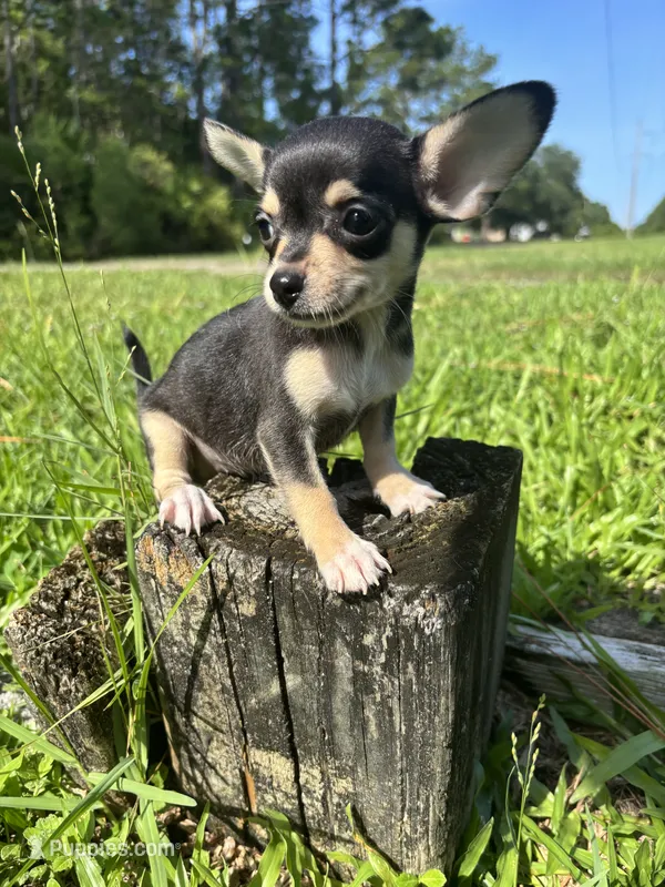 Junebug – Chihuahua puppy for sale in Saint Augustine, FL