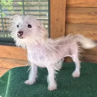 Q-Tip, a female Chinese Crested for sale in Saint Augustine, FL – 2 of 5