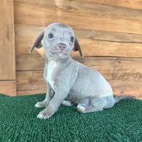 Ninja, a male Chiweenie for sale in Saint Augustine, FL – 5 of 6