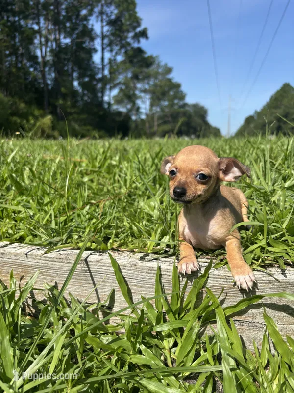 Penny  – Chihuahua puppy for sale in Saint Augustine, FL