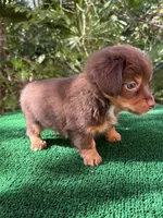 Banks , a male Chiweenie for sale in Saint Augustine, FL – 6 of 6