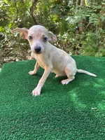 Georgie, a male Chiweenie for sale in Saint Augustine, FL – 5 of 5