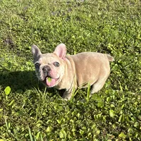 Pickles, a female French Bulldog for sale in Saint Augustine, FL – 4 of 5