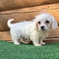 Missy, a female Poodle - Miniature  and Miniature Dachshund for sale in Saint Augustine, FL – Photo 6 of 7