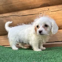 Missy, a female Poodle - Miniature  and Miniature Dachshund for sale in Saint Augustine, FL – Photo 3 of 7