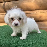 Missy, a female Poodle - Miniature  and Miniature Dachshund for sale in Saint Augustine, FL – Photo 4 of 7