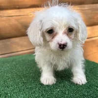 Missy, a female Poodle - Miniature  and Miniature Dachshund for sale in Saint Augustine, FL – Photo 1 of 7