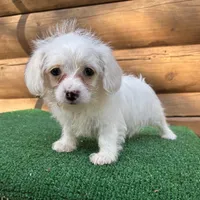 Missy, a female Poodle - Miniature  and Miniature Dachshund for sale in Saint Augustine, FL – Photo 5 of 7
