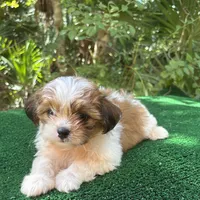 Fairy , a female Mal Shi for sale in Saint Augustine, FL – 7 of 7