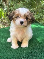 Fairy , a female Mal Shi for sale in Saint Augustine, FL – 4 of 7