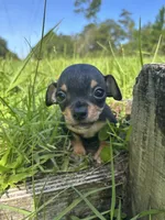 Sizzle, a female Chihuahua for sale in Saint Augustine, FL – 2 of 4