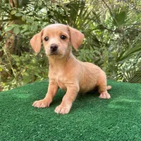 Sugar, a female Poodle - Miniature  and Miniature Dachshund for sale in Saint Augustine, FL – 3 of 4