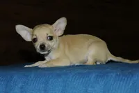 Angel, a female Chihuahua for sale in Saint Augustine, FL – Photo 2 of 3