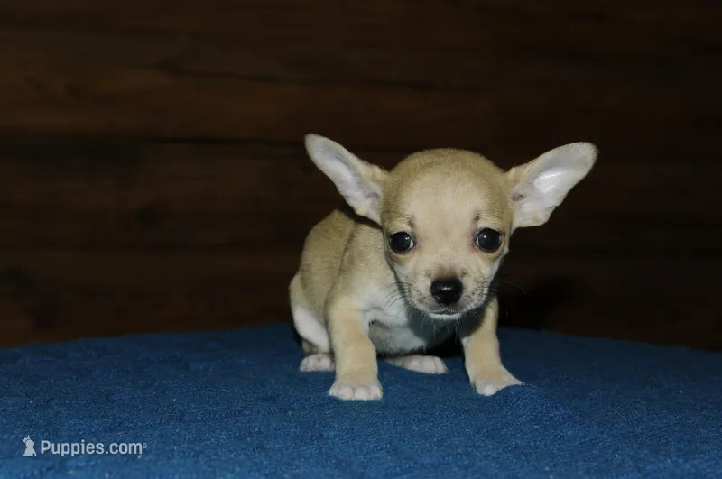Angel – Chihuahua puppy for sale in Saint Augustine, FL