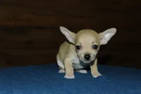 Angel, a female Chihuahua for sale in Saint Augustine, FL – Photo 1 of 3