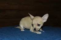 Angel, a female Chihuahua for sale in Saint Augustine, FL – Photo 3 of 3