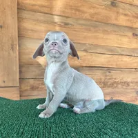 Ninja, a male Chiweenie for sale in Saint Augustine, FL – 6 of 6
