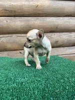 Benji, a male Chihuahua for sale in Saint Augustine, FL – Photo 7 of 7