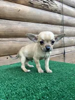 Benji, a male Chihuahua for sale in Saint Augustine, FL – Photo 5 of 7