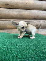 Benji, a male Chihuahua for sale in Saint Augustine, FL – Photo 3 of 7