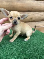 Benji, a male Chihuahua for sale in Saint Augustine, FL – Photo 6 of 7