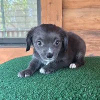 Otto, a male Chiweenie for sale in Saint Augustine, FL – 3 of 6