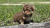 Brandy, a female Chihuahua for sale in Saint Augustine, FL – 4 of 5