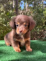 Banks , a male Chiweenie for sale in Saint Augustine, FL – 2 of 6