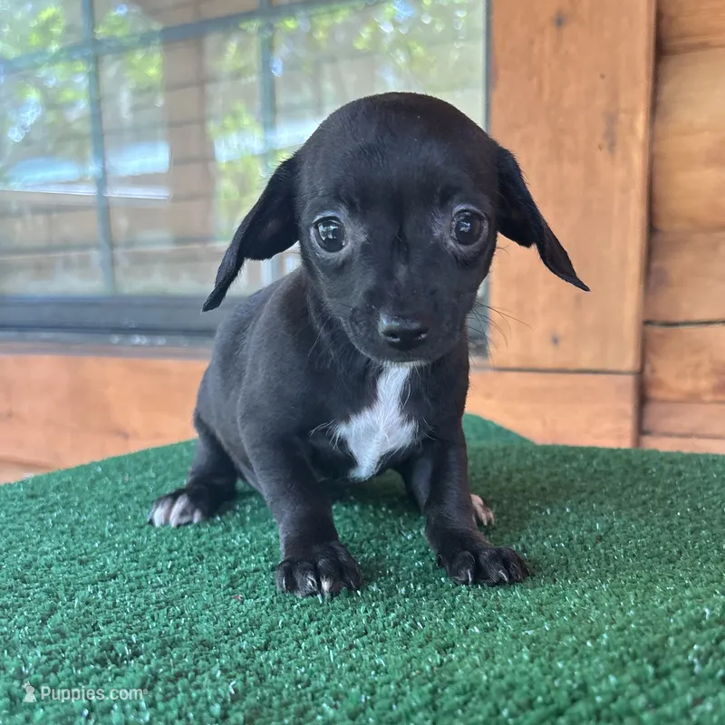 Princess – Chiweenie puppy for sale in Saint Augustine, FL