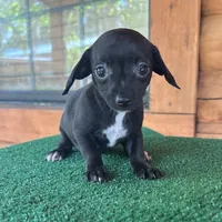 Princess, a female Chiweenie for sale in Saint Augustine, FL – 1 of 5