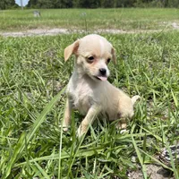 Lucy, a female Malchi for sale in Saint Augustine, FL – 4 of 5