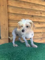 Tito, a male Chinese Crested for sale in Saint Augustine, FL – 5 of 8