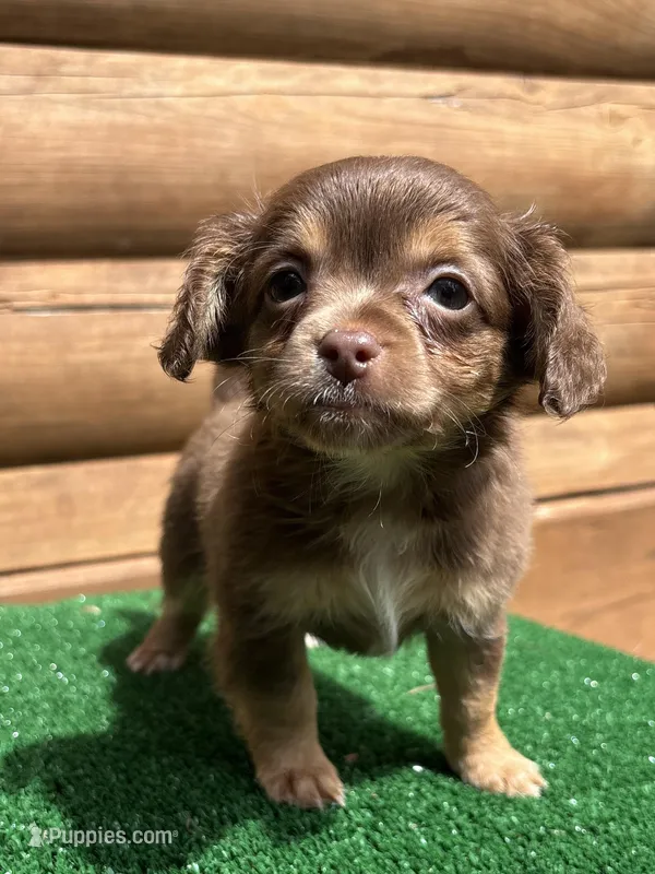 Rooster  – Chihuahua puppy for sale in Saint Augustine, FL