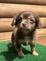 Rooster , a male Chihuahua for sale in Saint Augustine, FL – Photo 1 of 3