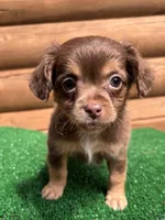 Rooster , a male Chihuahua for sale in Saint Augustine, FL – Photo 2 of 3