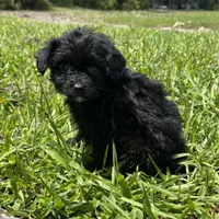 Drama, a female Chipoo for sale in Saint Augustine, FL – 3 of 4