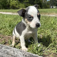 Dallas, a male Jack Russell Terrier and Chihuahua for sale in Saint Augustine, FL – 2 of 4